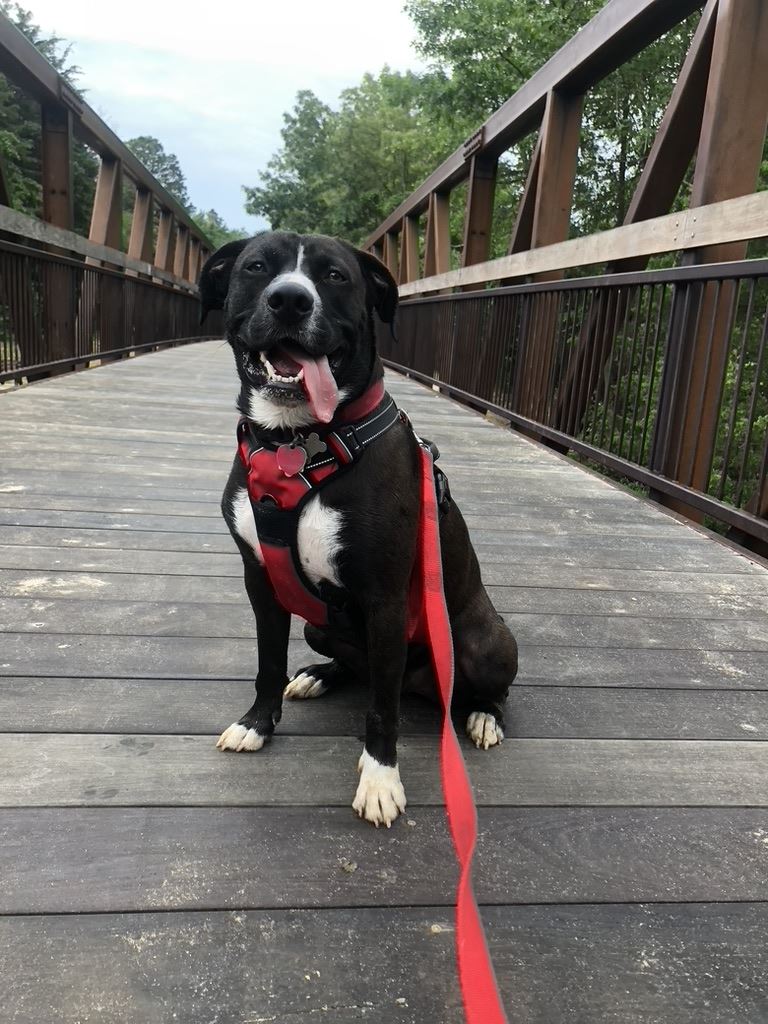 Lincoln, at his favorite trail. 